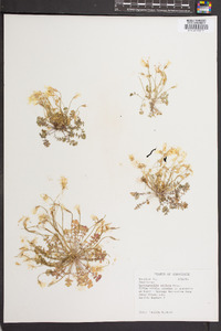 Leavenworthia stylosa image