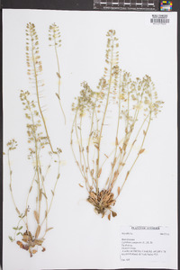 Lepidium campestre image