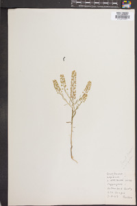 Lepidium apetalum image