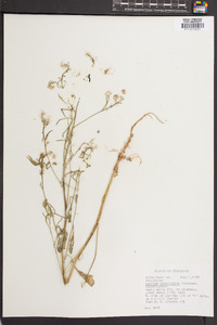 Lepidium densiflorum image