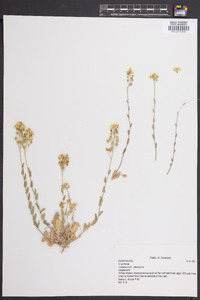 Physaria densiflora image