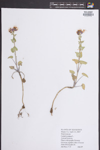 Lunaria annua image