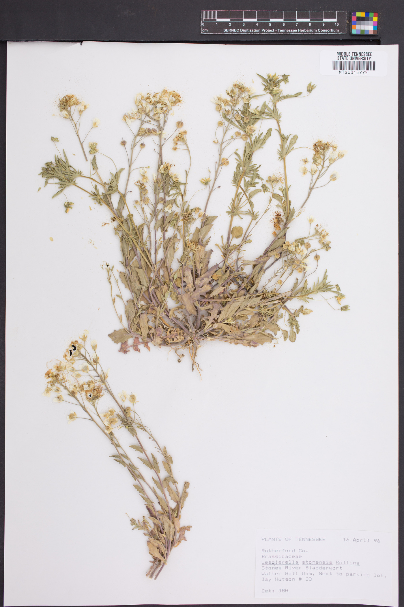 Paysonia stonensis image