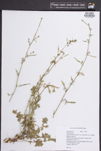 Sisymbrium officinale image