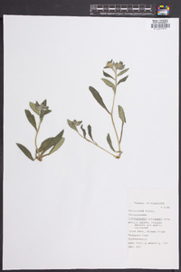 Lithospermum canescens image