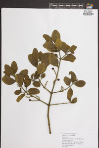 Phoradendron leucarpum subsp. leucarpum image