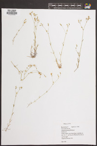 Arenaria patula image