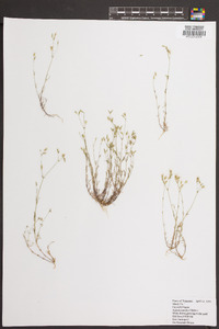 Arenaria patula image