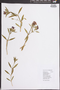 Dianthus barbatus image