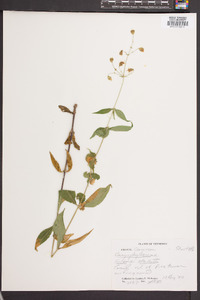 Silene stellata image