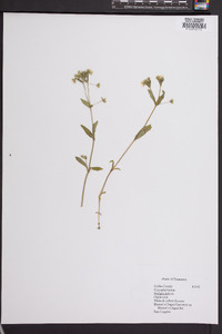 Stellaria pubera image