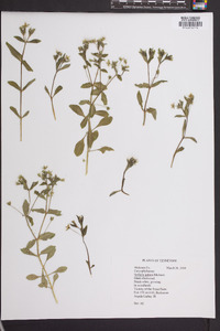 Stellaria pubera image