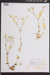 Stellaria pubera image