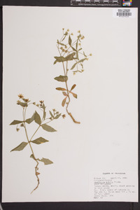 Stellaria pubera image