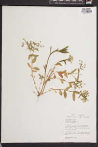 Stellaria pubera image