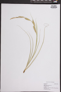 Carex cherokeensis image