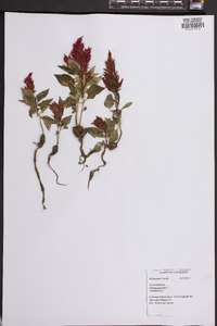 Celosia argentea image