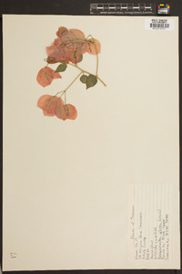 Bougainvillea glabra image