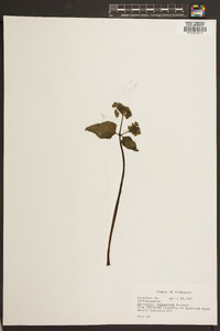 Mirabilis nyctaginea image