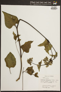 Mirabilis nyctaginea image