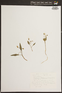 Claytonia caroliniana image