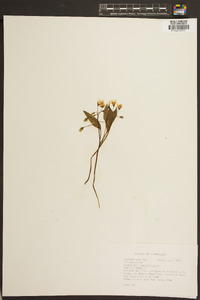 Claytonia caroliniana image