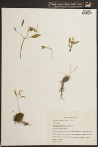 Claytonia caroliniana image