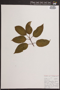 Cornus sericea subsp. sericea image