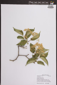 Cornus drummondii image