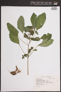 Impatiens biflora image