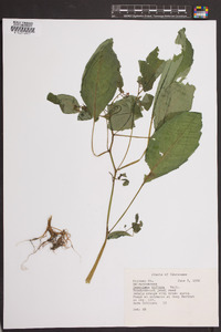 Impatiens biflora image