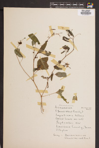 Impatiens biflora image