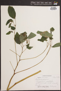 Impatiens pallida image