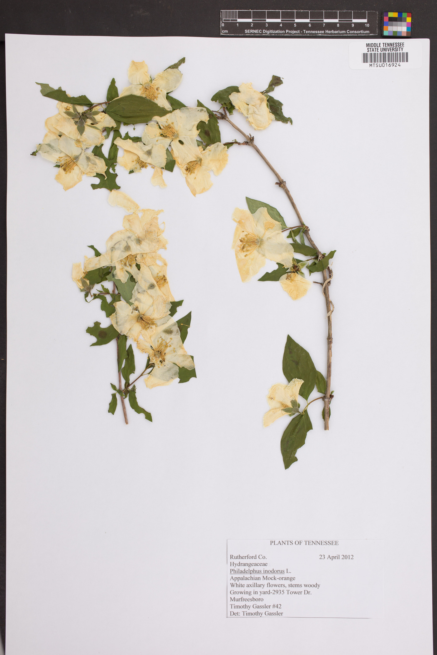 Philadelphus inodorus image