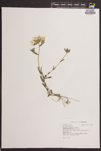 Phlox amoena image