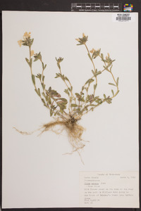 Phlox amoena image