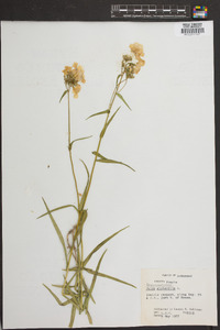 Phlox glaberrima image