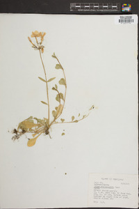 Phlox stolonifera image