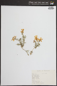 Phlox stolonifera image