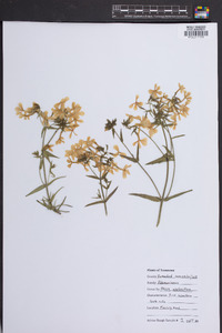 Phlox stolonifera image