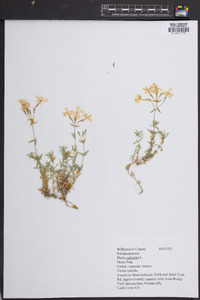 Phlox subulata image