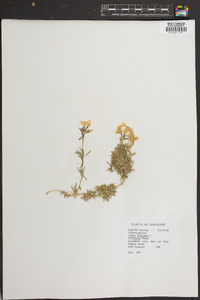 Phlox subulata image