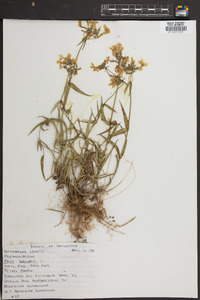 Phlox subulata image