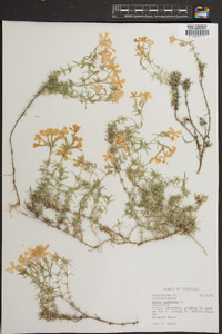 Phlox subulata image