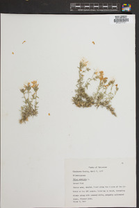 Phlox subulata image