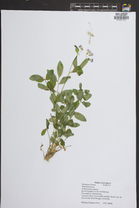 Polemonium reptans image