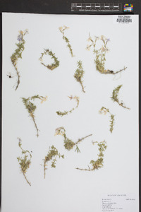 Phlox stolonifera image