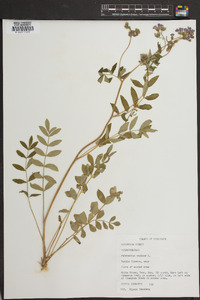 Polemonium reptans image