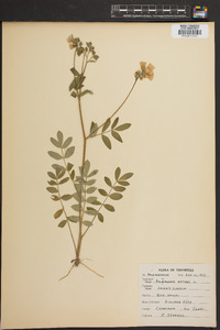 Polemonium reptans image