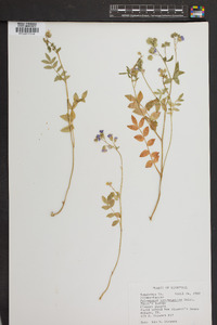 Polemonium van-bruntiae image